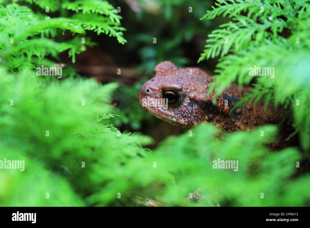 European Toad (Bufo bufo) hiding in moss Stock Photo