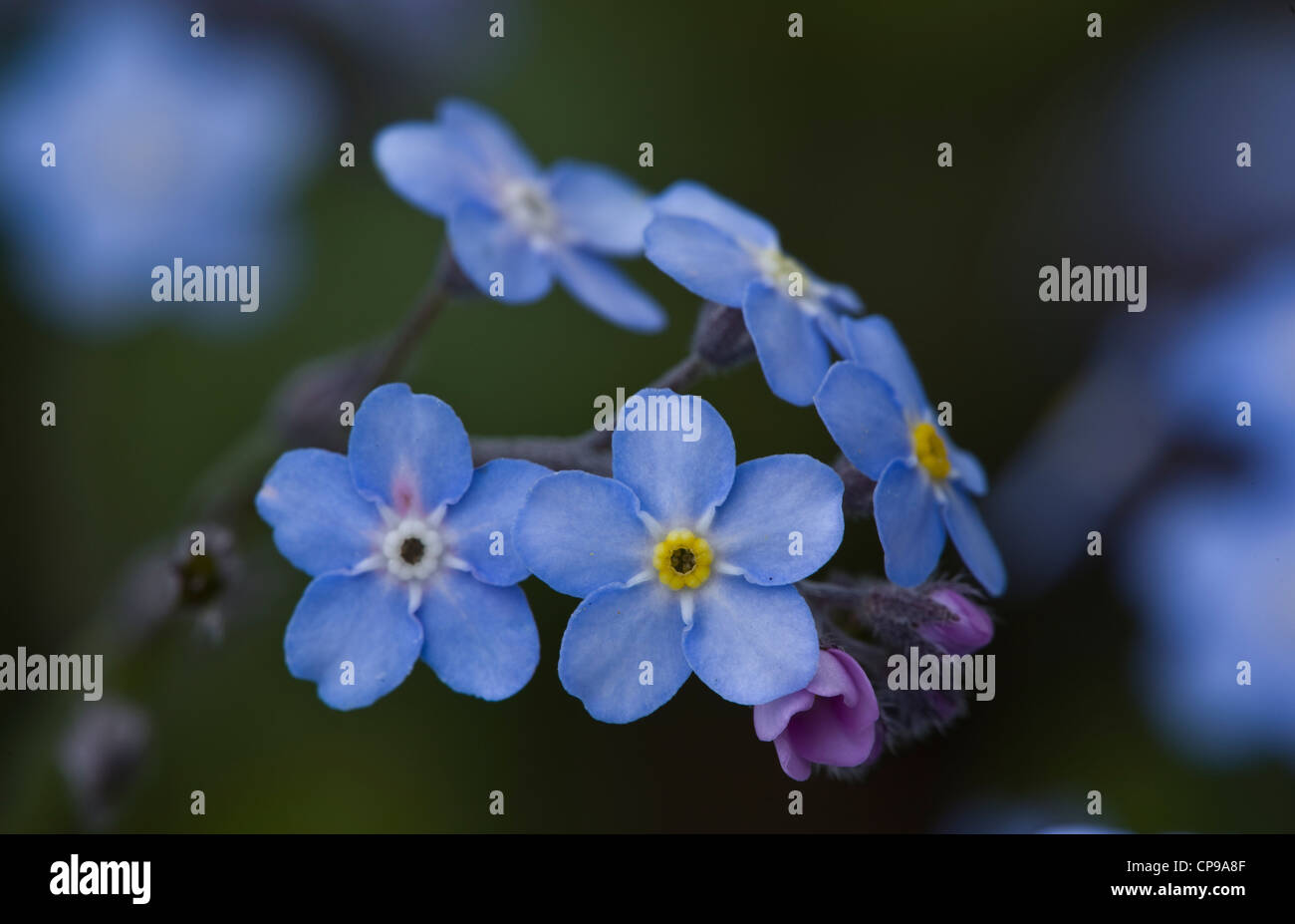 Closeup of Forget-me-not Stock Photo