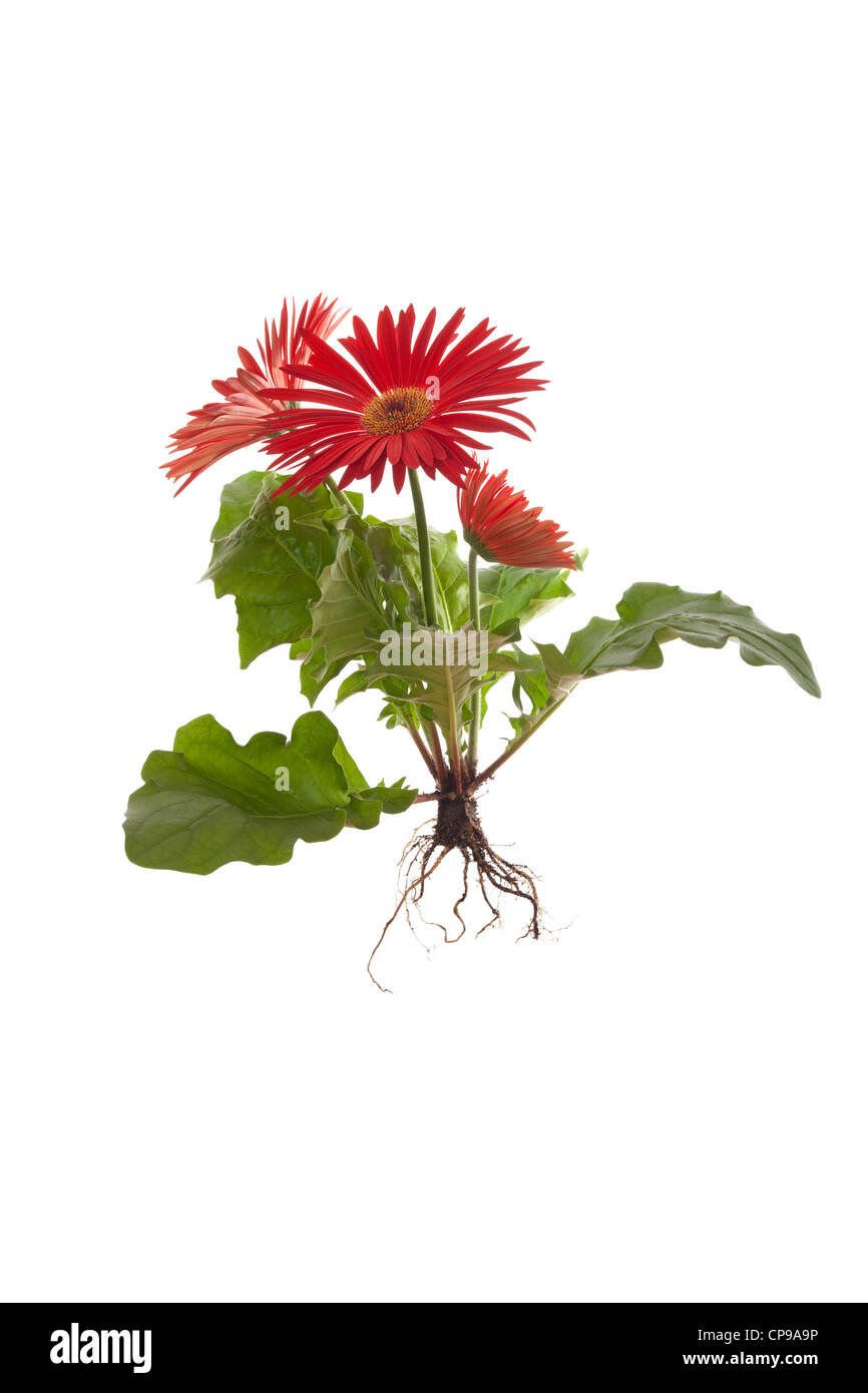 Gerbera plant with roots isolated on white background Stock Photo
