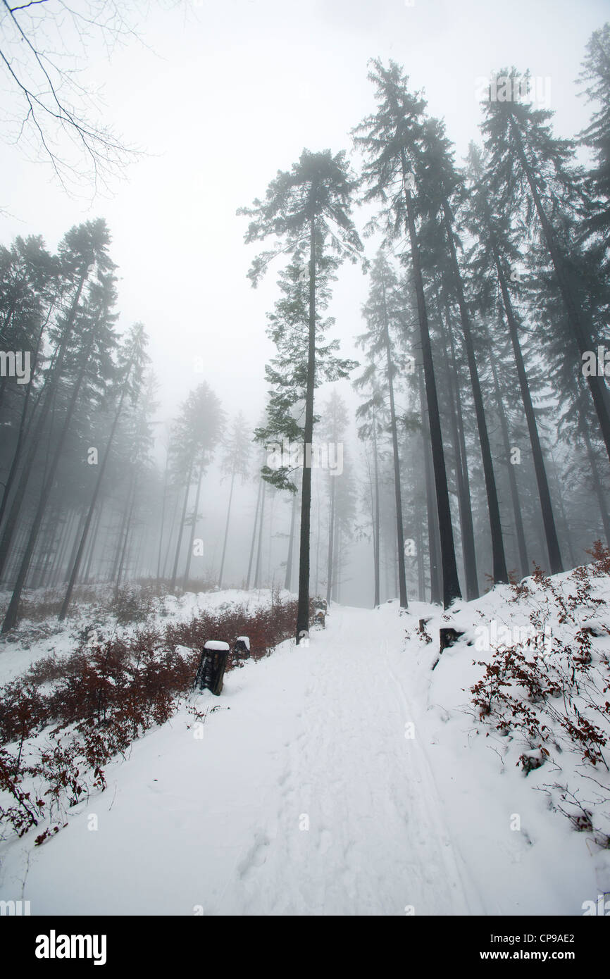 Winter path surrounded by trees in polish mountains Beskidy. Winter landscape. Stock Photo