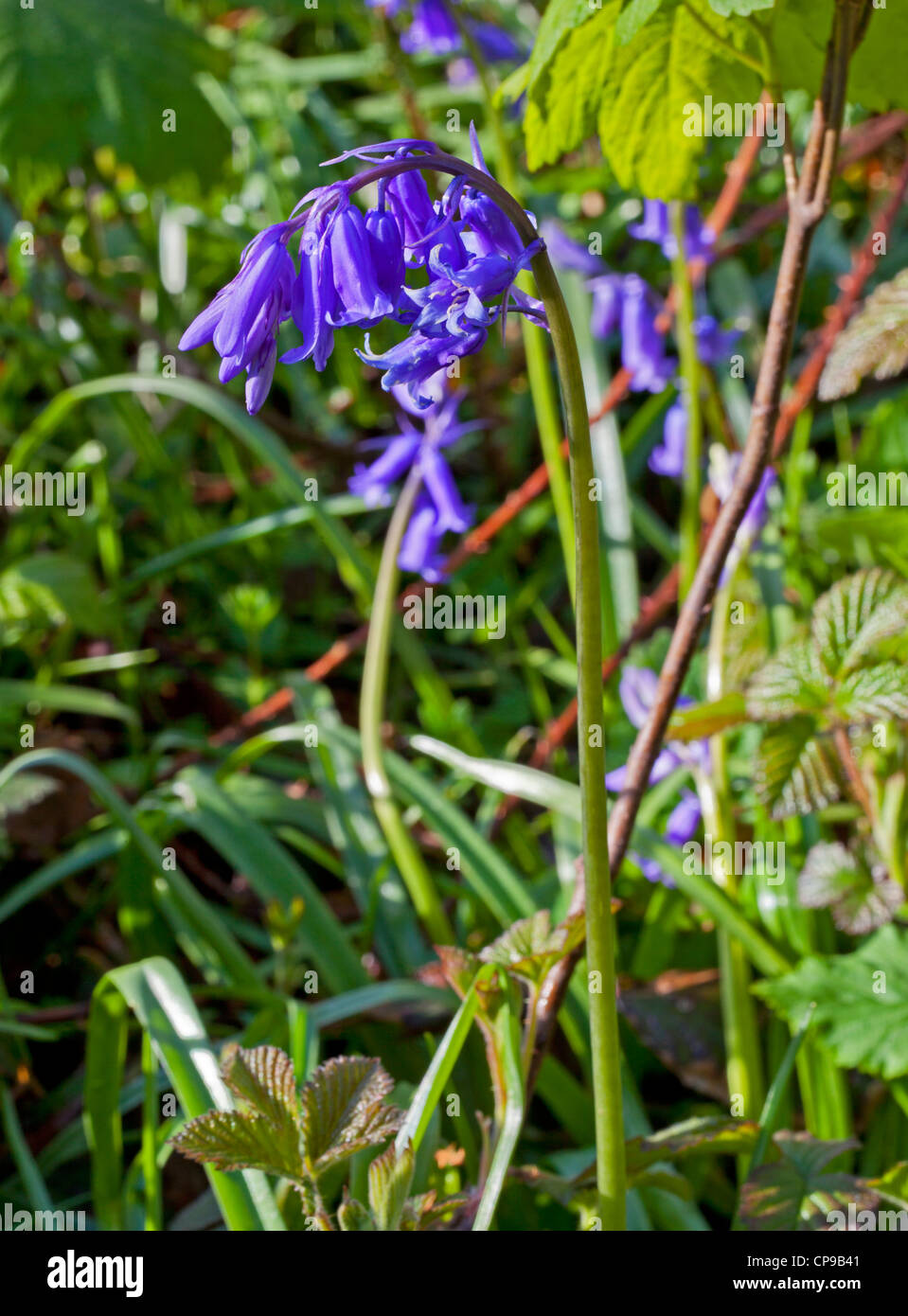 Bluebell or wild hyacinth growing in woodland Stock Photo