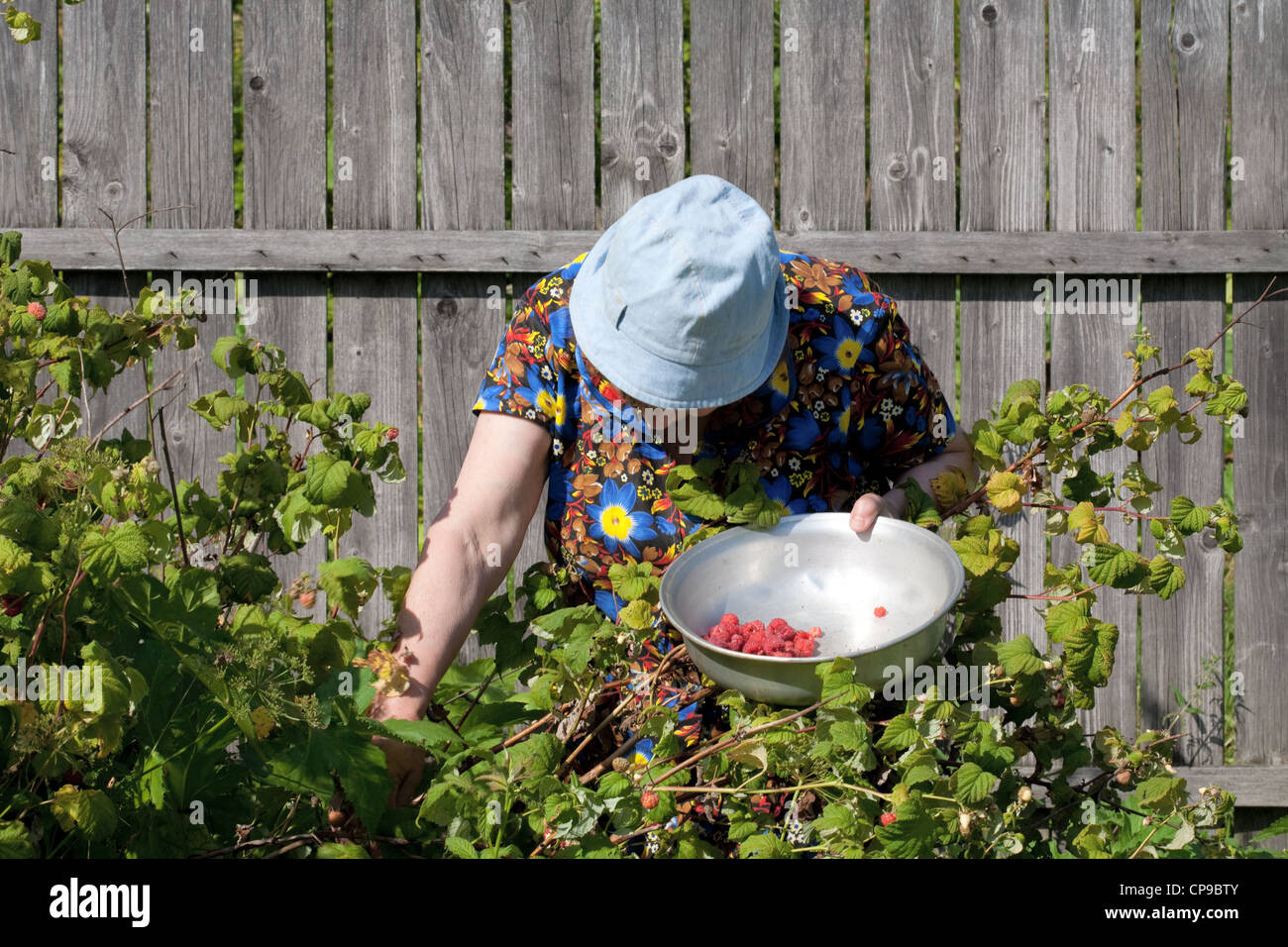 old woman collects berries of a raspberry Stock Photo - Alamy