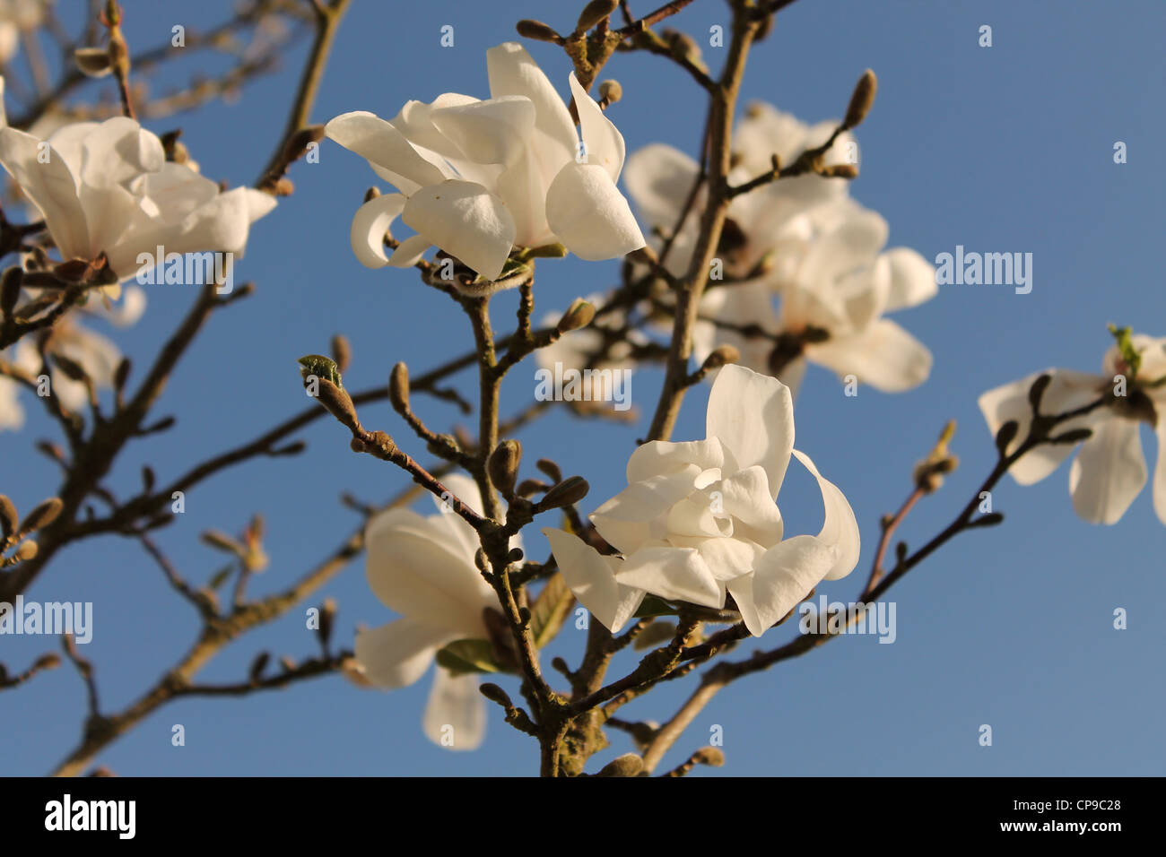 Magnolia tree in blossom Stock Photo - Alamy