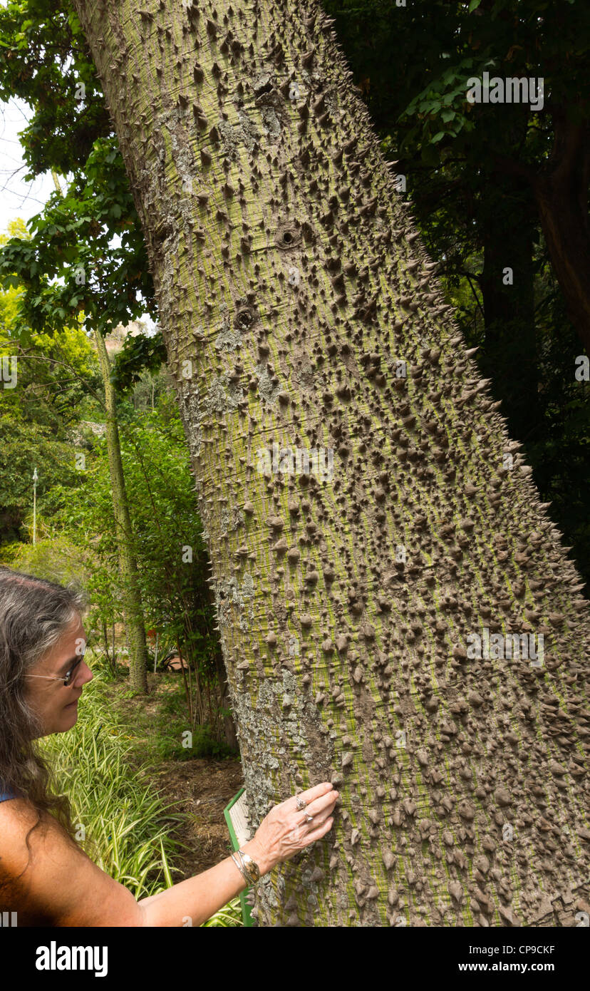 Thorny trunk of the False Kapok tree, Chorisia insignis Stock Photo Alamy