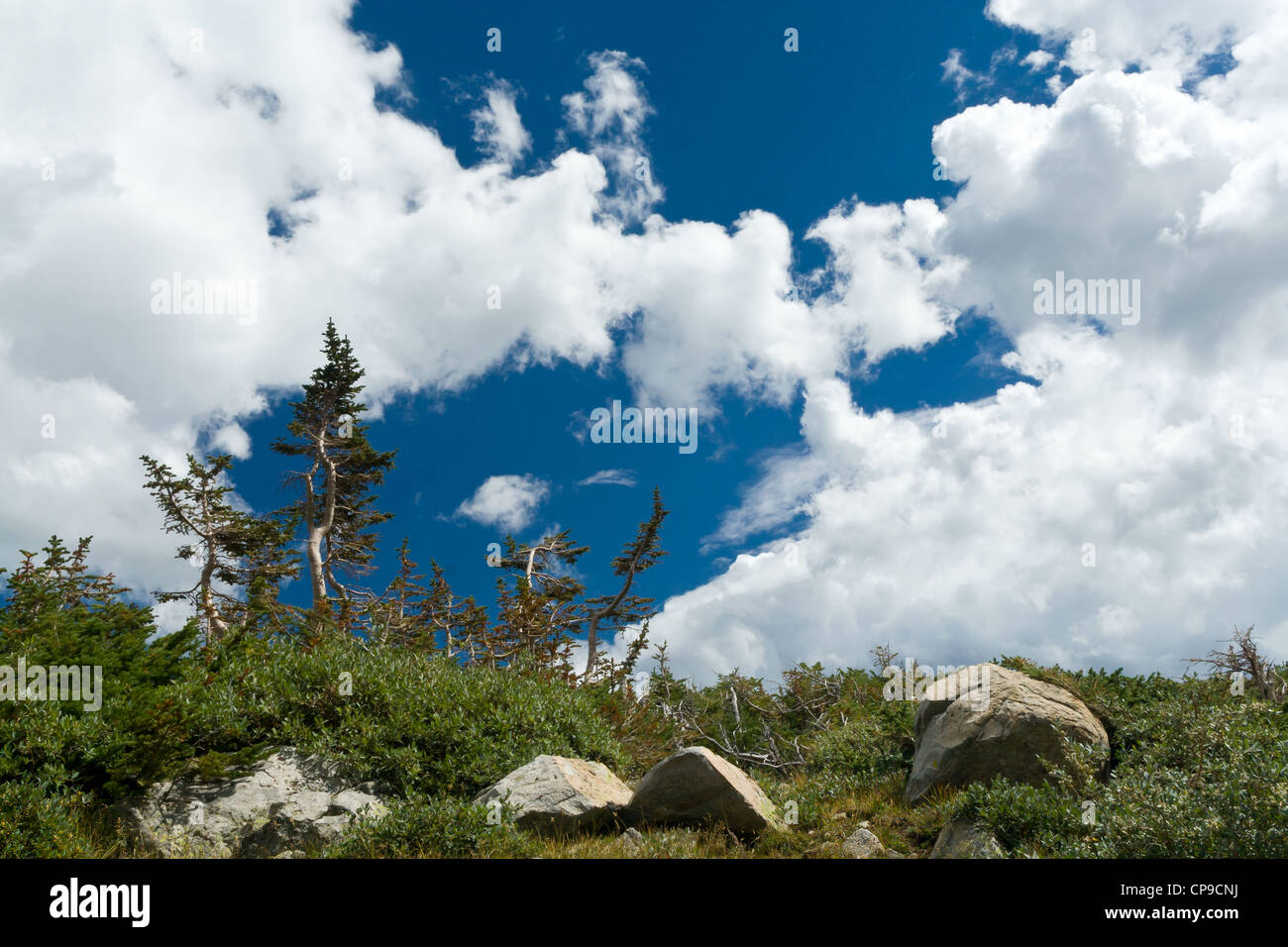 Twisted trees on a high mountain ridge in Colorado Stock Photo
