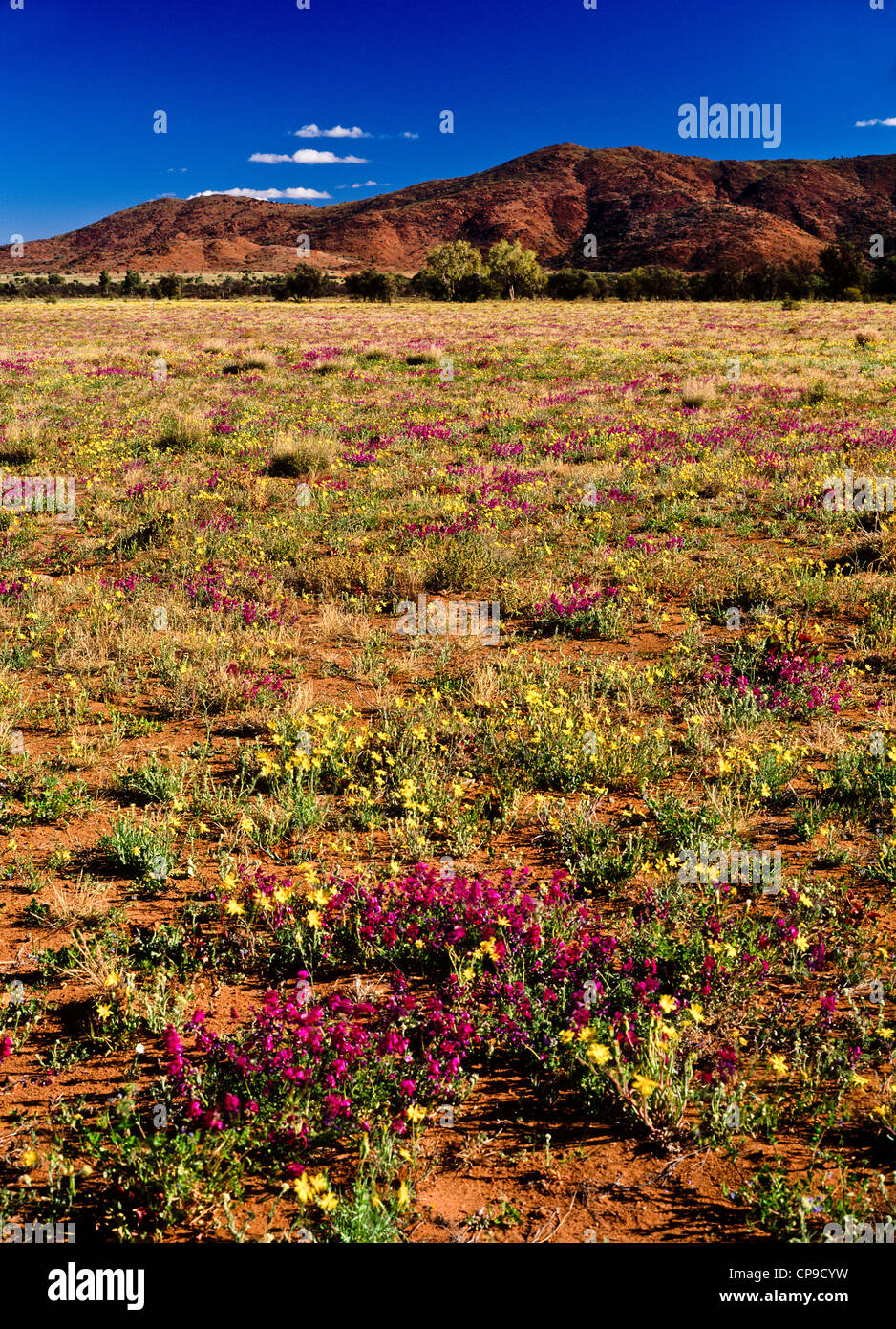 Winter wild flowers, South Australia Stock Photo Alamy