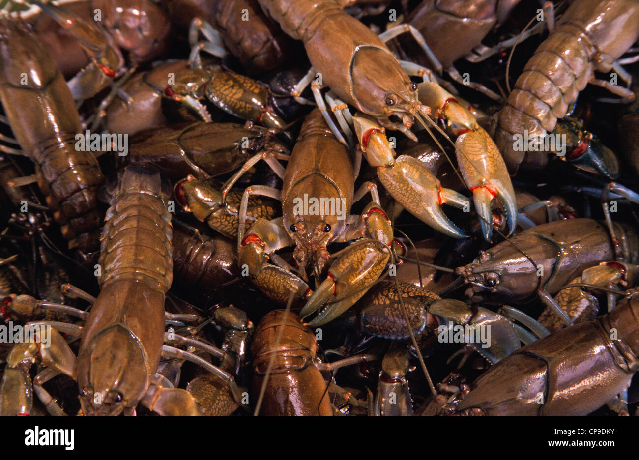 Australia Seafood Yabbies