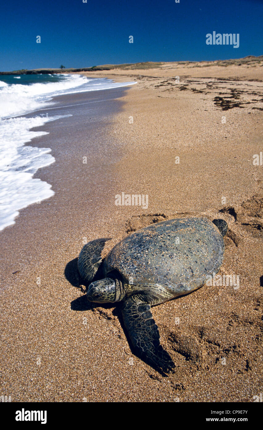 Green Turtle, Queensland, Australia Stock Photo
