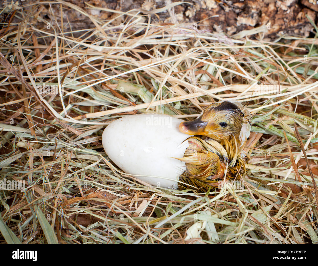 Hatching of a yellow duckling out of his egg Stock Photo