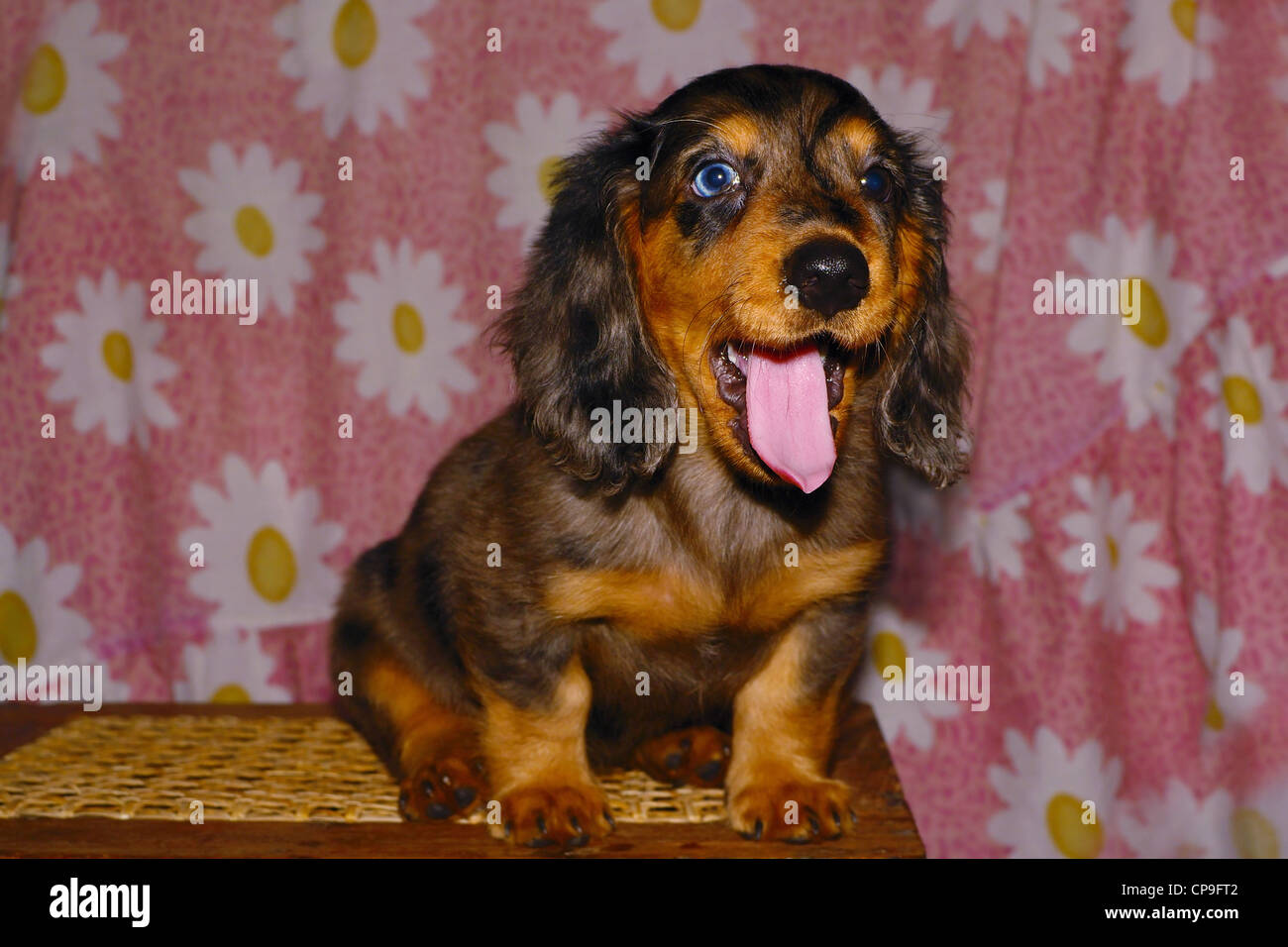 portrait of a two months old long-haired female dapple dachshund. Stock Photo