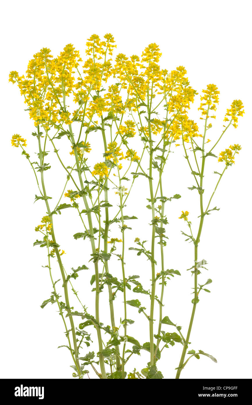 cluster yellow flower (Barbarea vulgaris) on white background Stock Photo