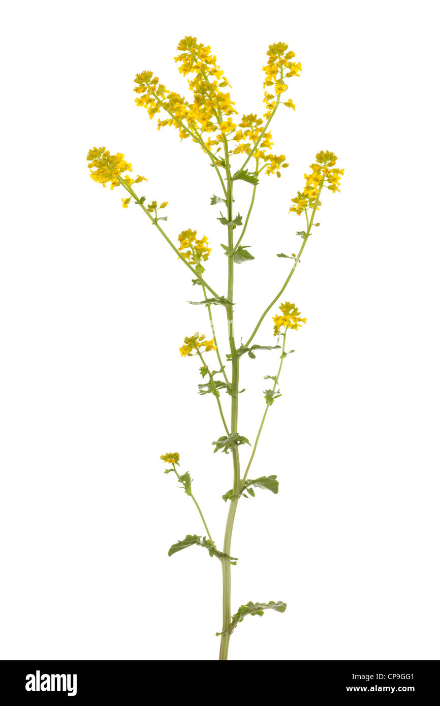 yellow single flower (Barbarea vulgaris) on white Stock Photo