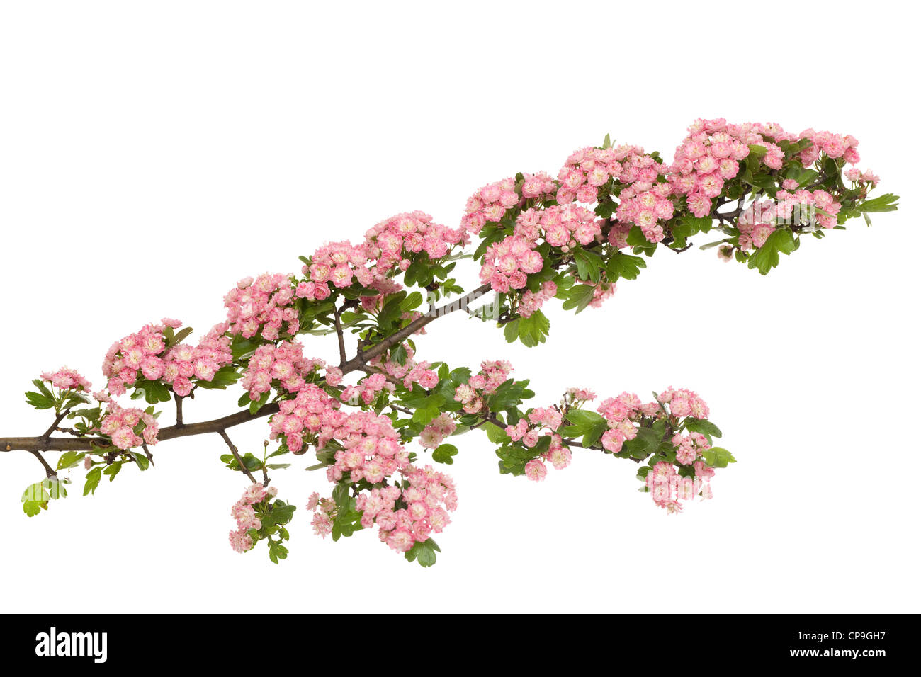 decoration hawthorn in bloom with red flower heads Stock Photo