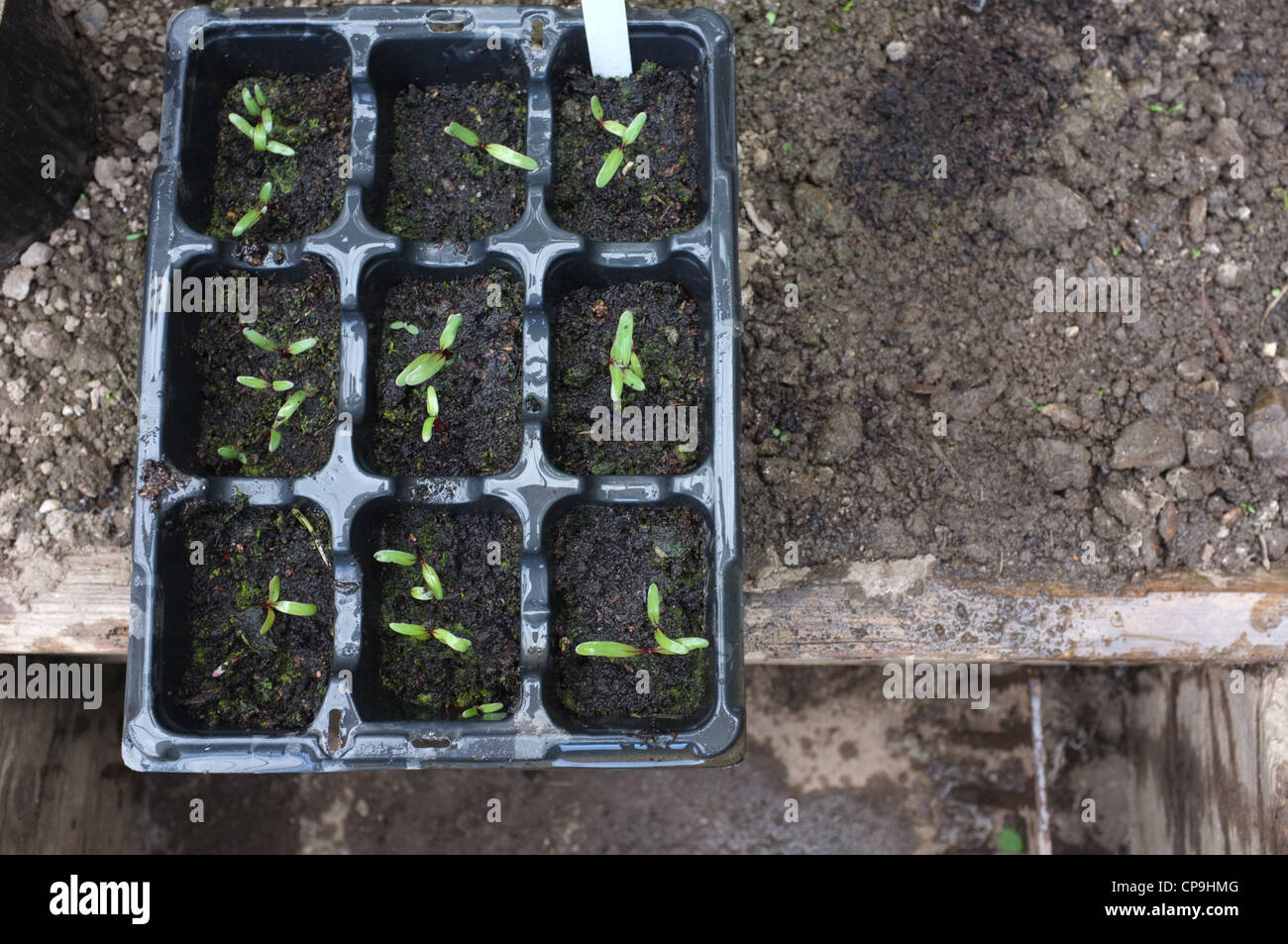 Beetroot seedlings ready to be planted out Stock Photo Alamy