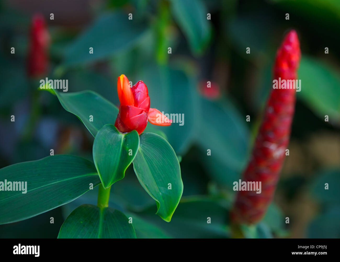 Red tropical flower. Phuket, Thailand. Stock Photo