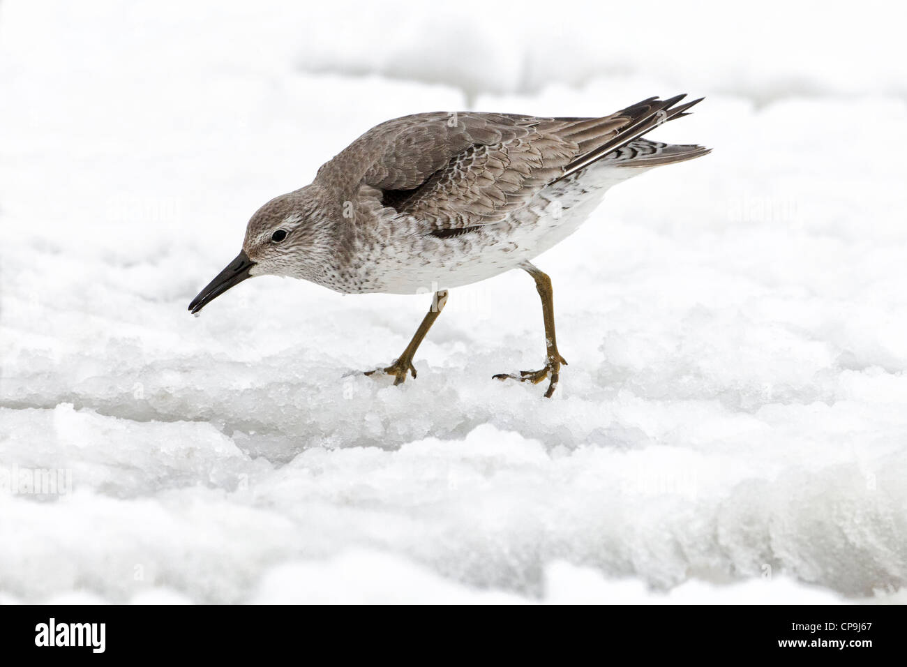 winter plumage Knot in snow -aggressive posture Stock Photo