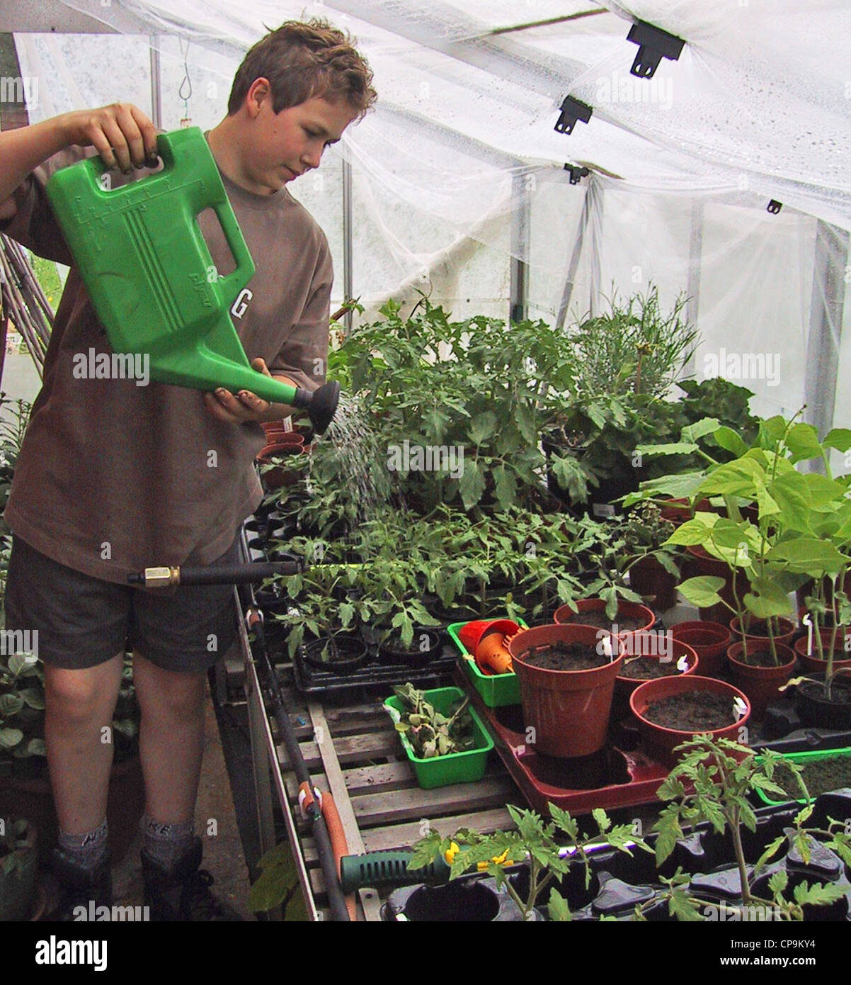 Boy youngster watering plants in greenhouse Stock Photo - Alamy
