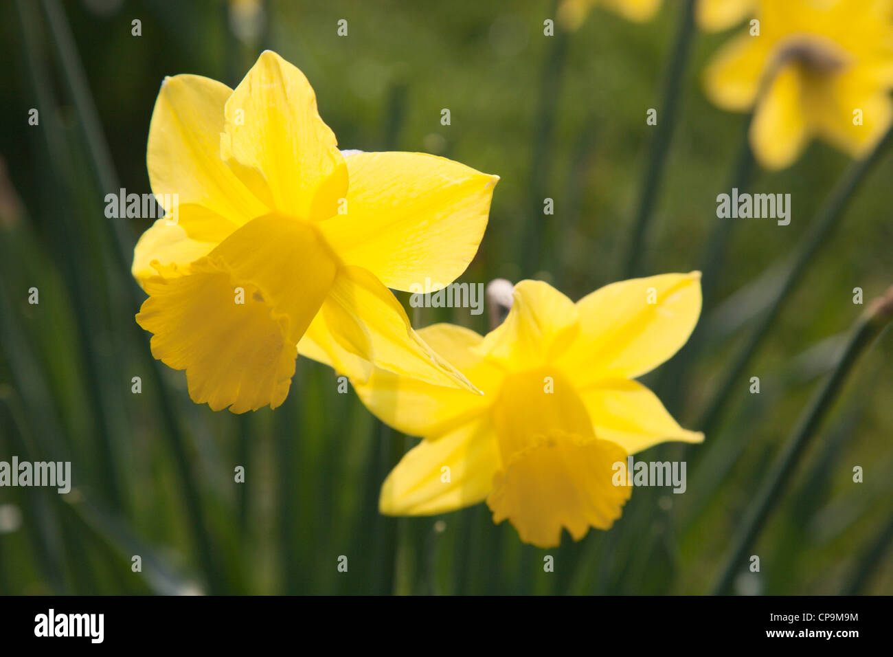 Daffodils on The Stray Harrogate North Yorkshire England Stock Photo Alamy