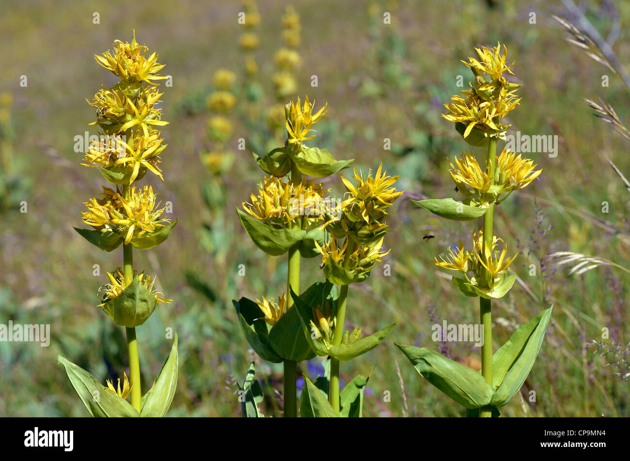 Medicinal herb Great yellow gentians (Gentiana lutea) in the French Alps Stock Photo