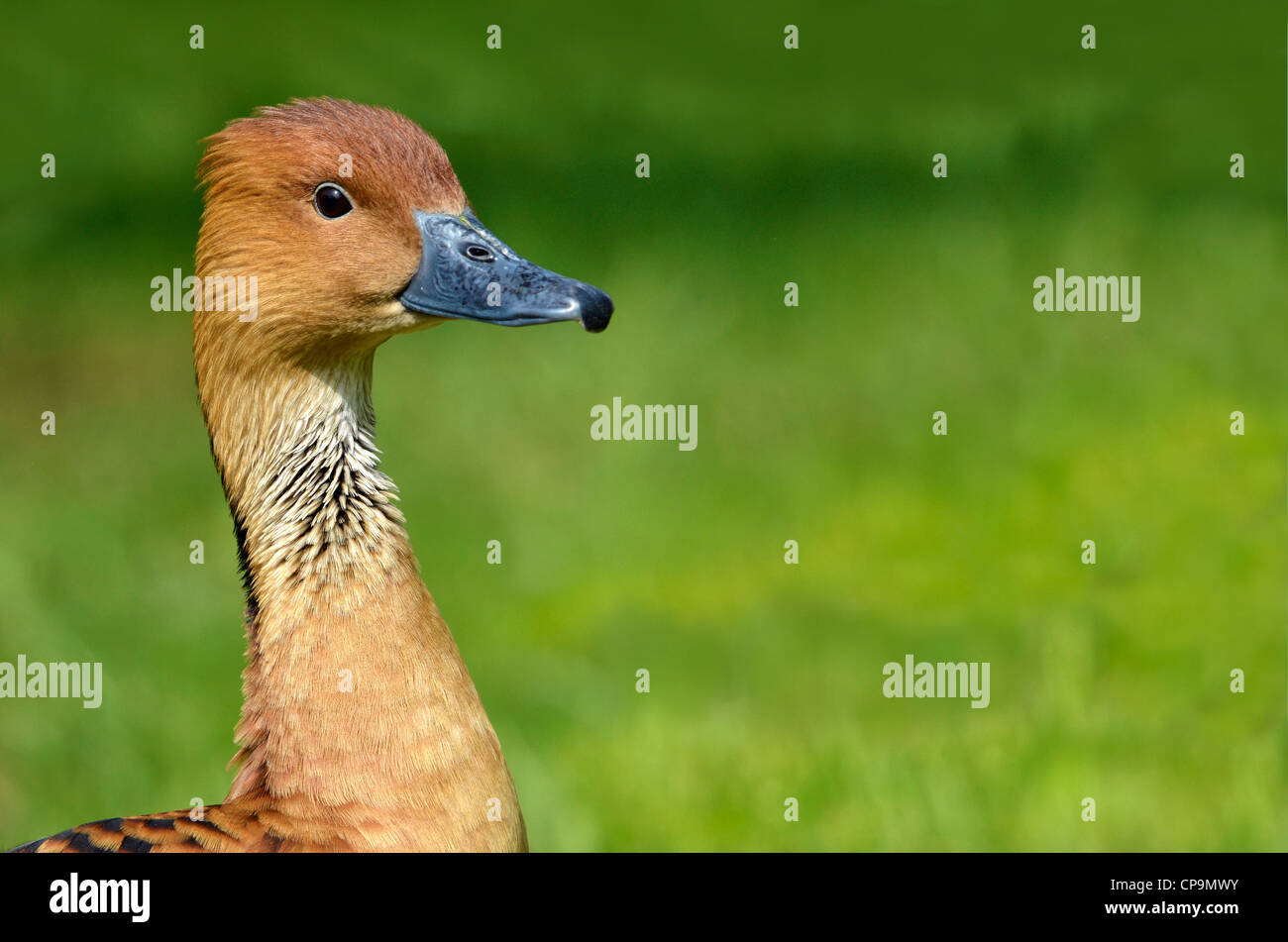 Portrait of Fulvous Whistling Duck (Dendrocygna bicolor) on green background Stock Photo