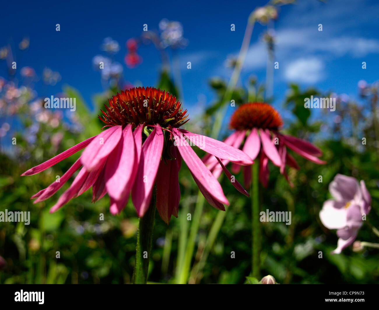 Echinacea Flowers Stock Photo