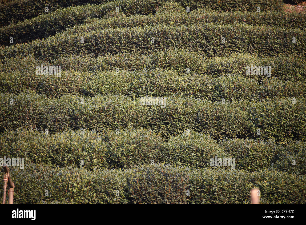Tea plantation, Hangzhou, Zhejiang, China, Asia Stock Photo Alamy