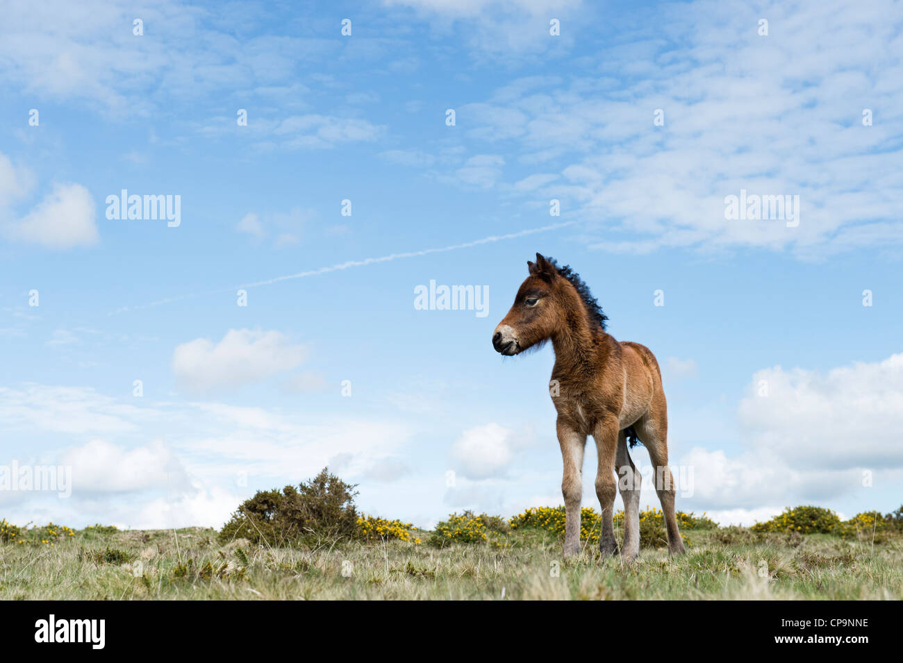 Dartmoor horse foal. Dartmoor national park , Devon, England Stock Photo