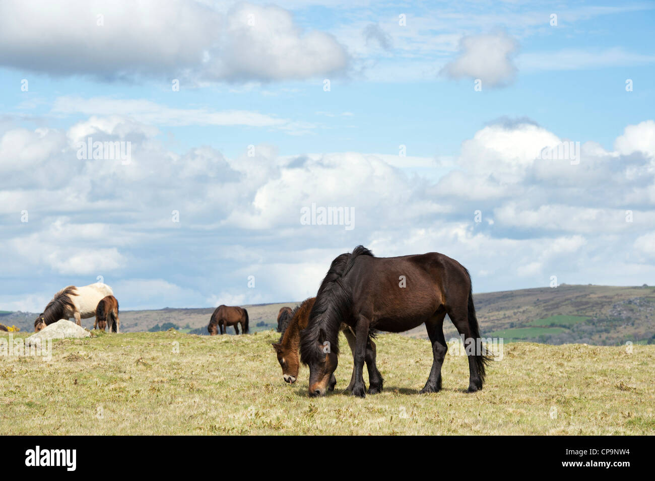 Dartmoor horse and foal. Dartmoor national park , Devon, England Stock Photo
