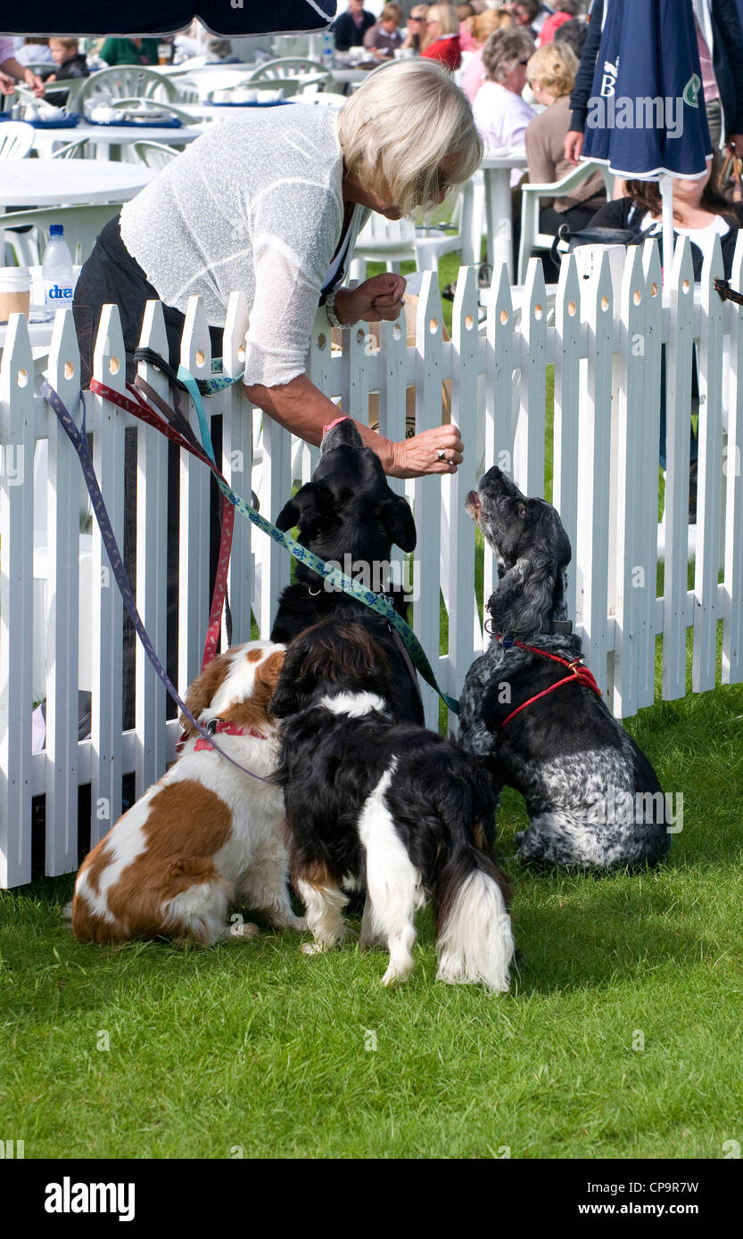 woman feeding dogs at burghley house event, lincolnshire, england Stock Photo