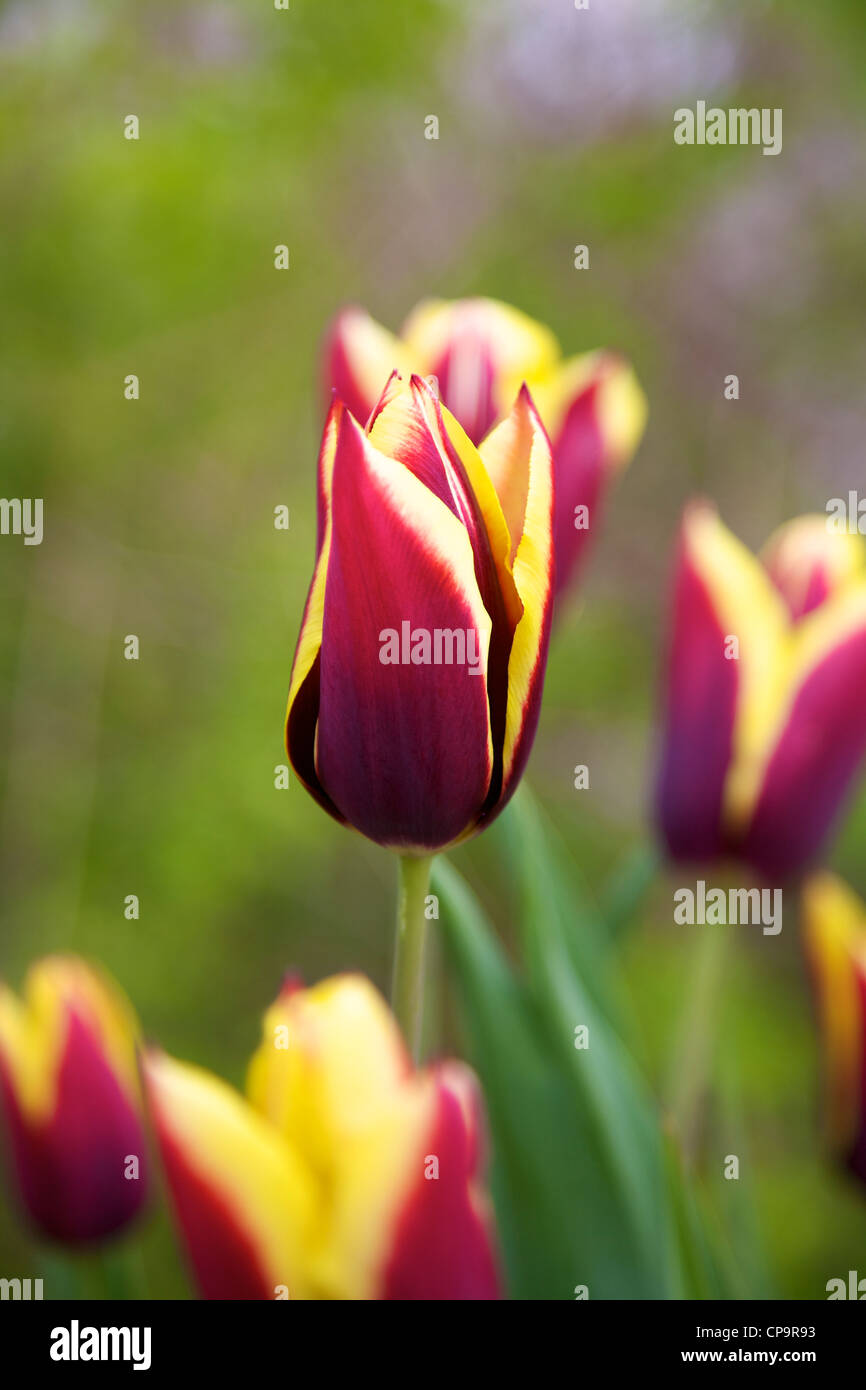 Tulip Tulipa 'Gavota' spring flowers in bloom in April Stock Photo