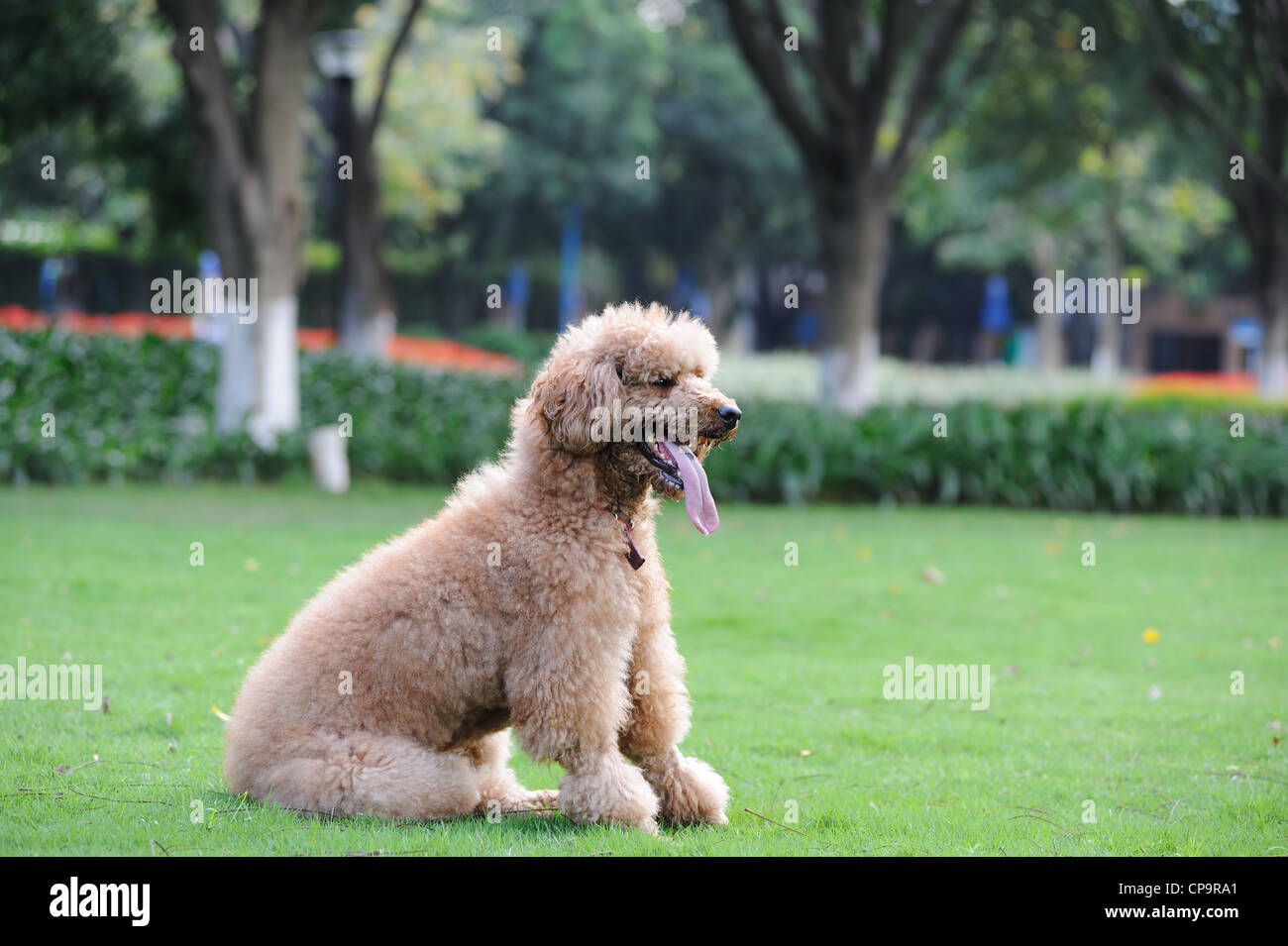 Poodle dog sitting on the lawn in the park Stock Photo - Alamy