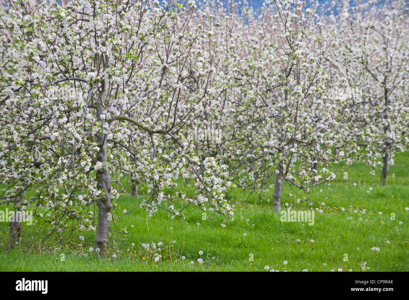 Cider apple orchard herefordshire hires stock photography and images