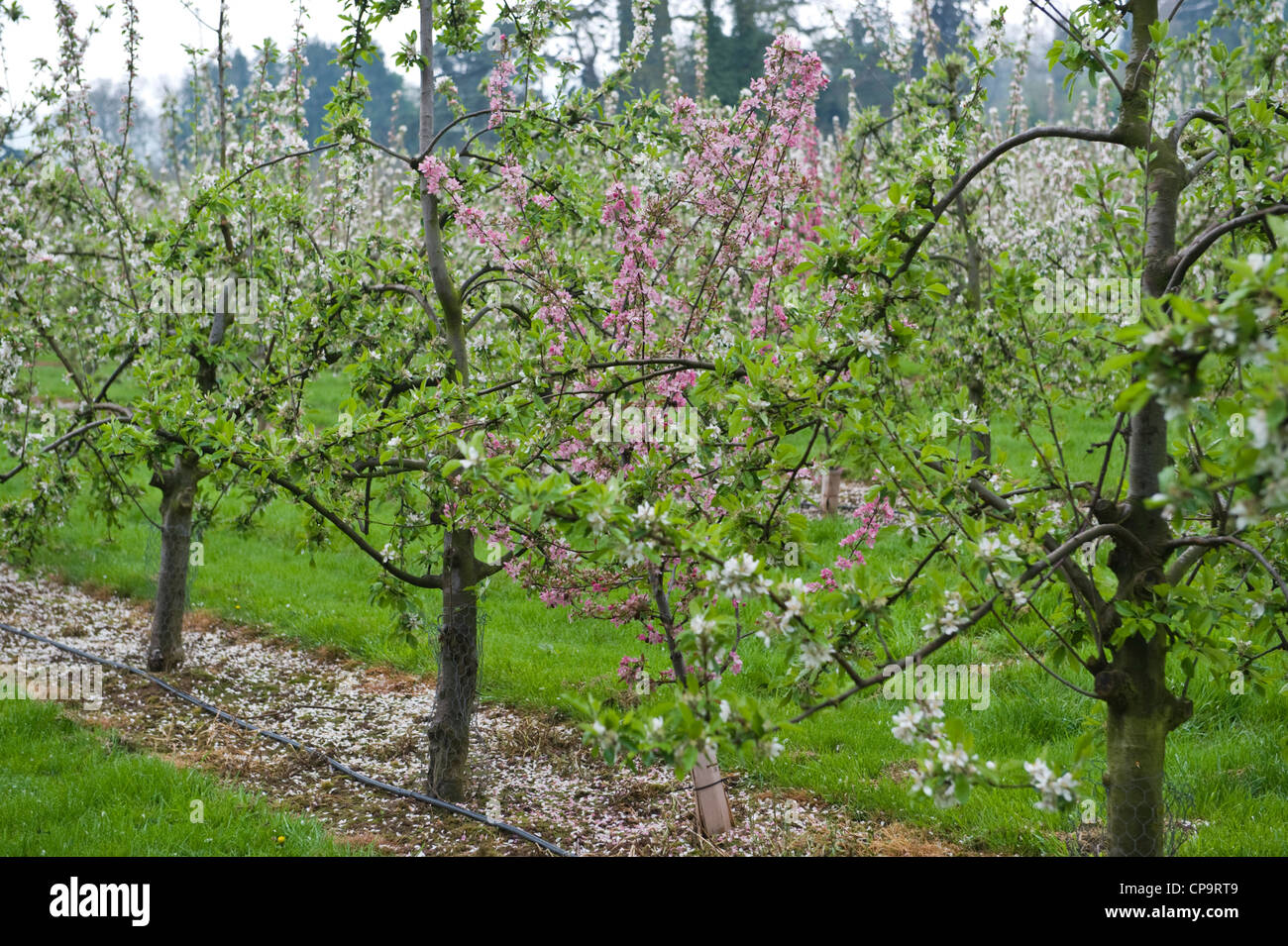 Cider apple trees growing in commercial orchard near Putley near