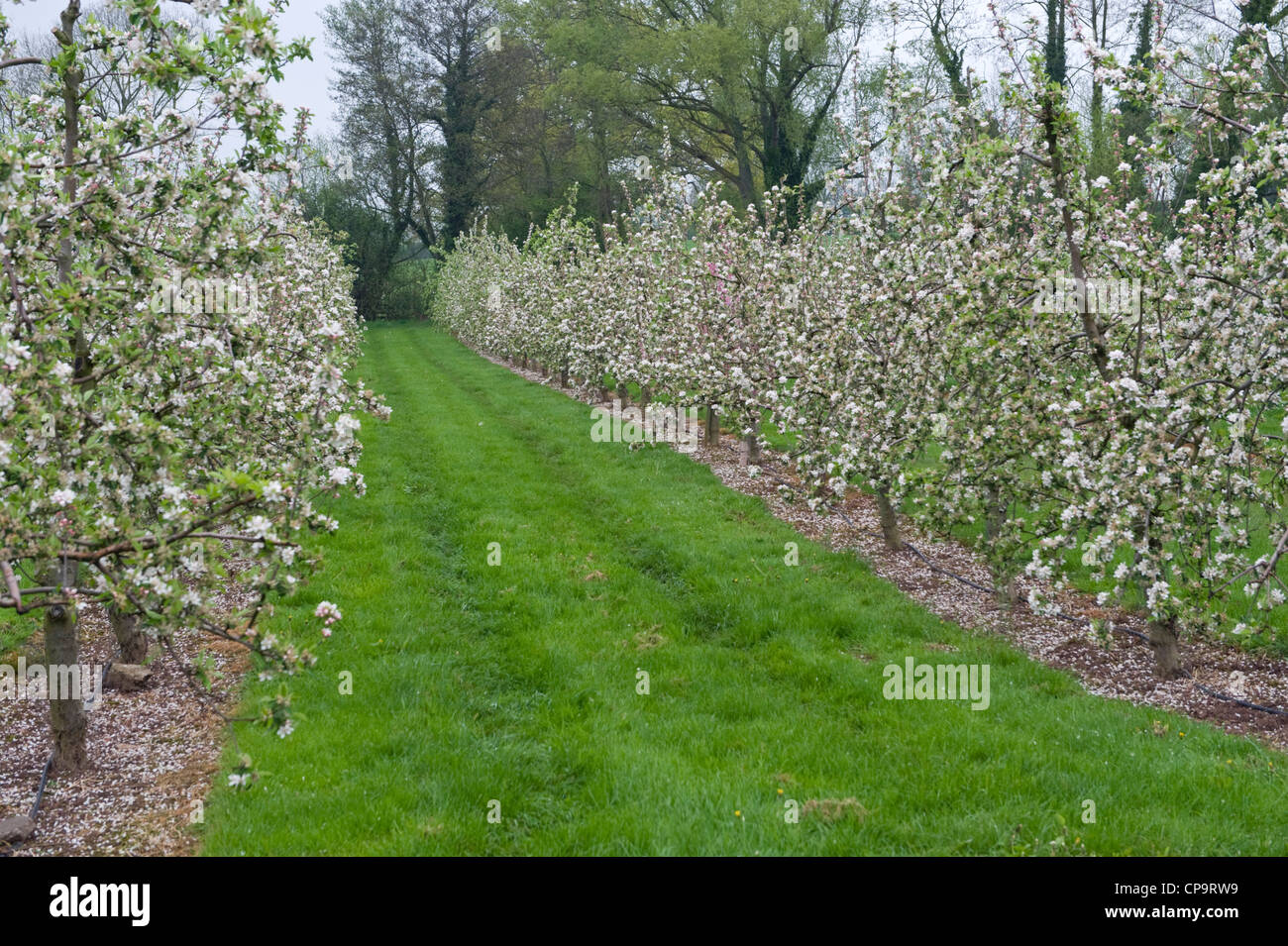 Cider apple trees growing in commercial orchard near Putley near