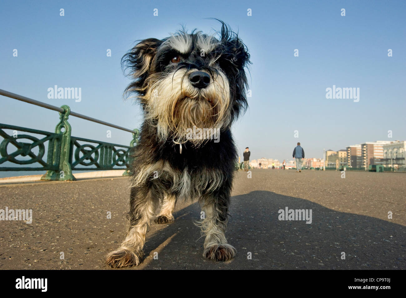Miniature Schnauzer dog close up during a walk on a seaside promenade. Stock Photo