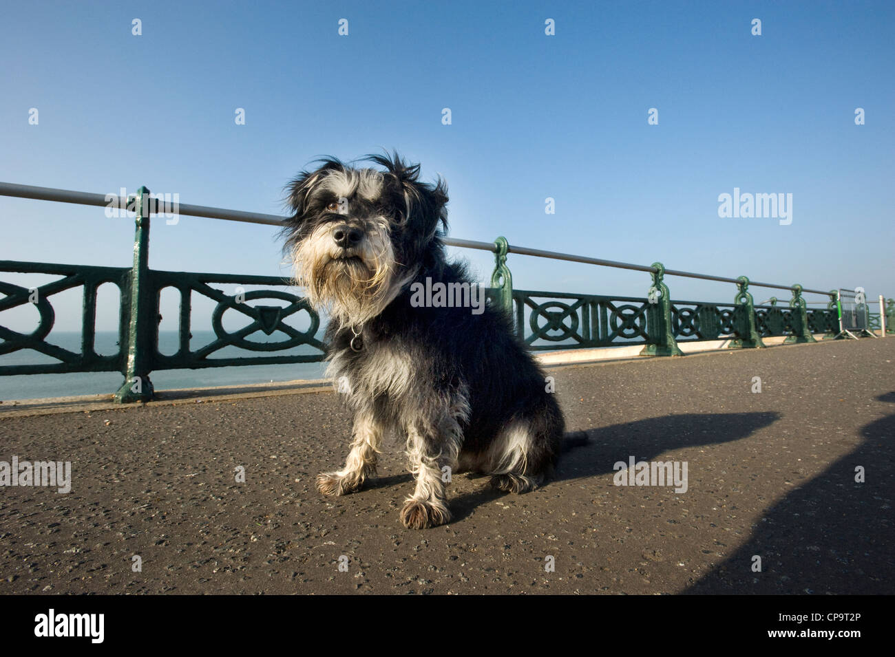 unclipped miniature schnauzer