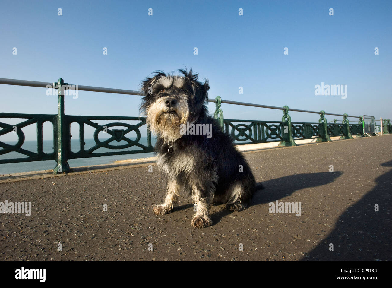 Cute unclipped Miniature Schnauzer dog enjoying walkies on a seaside promenade. Stock Photo