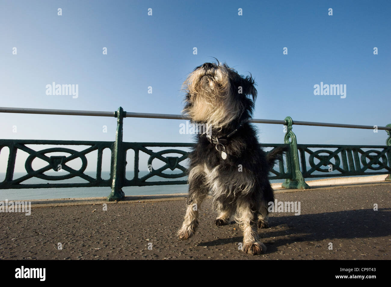 Cute unclipped Miniature Schnauzer dog enjoying walkies on a seaside promenade. Stock Photo