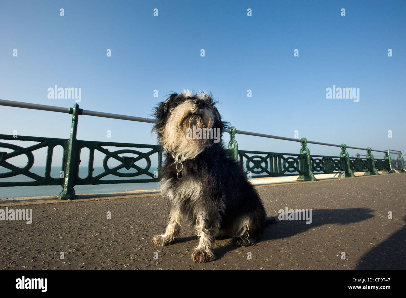 unclipped miniature schnauzer
