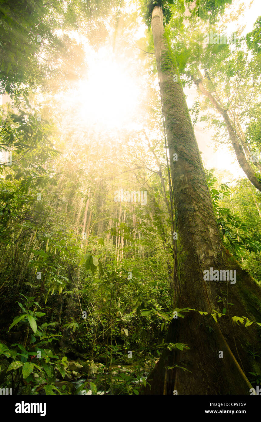 Green forest with ray of light Stock Photo - Alamy