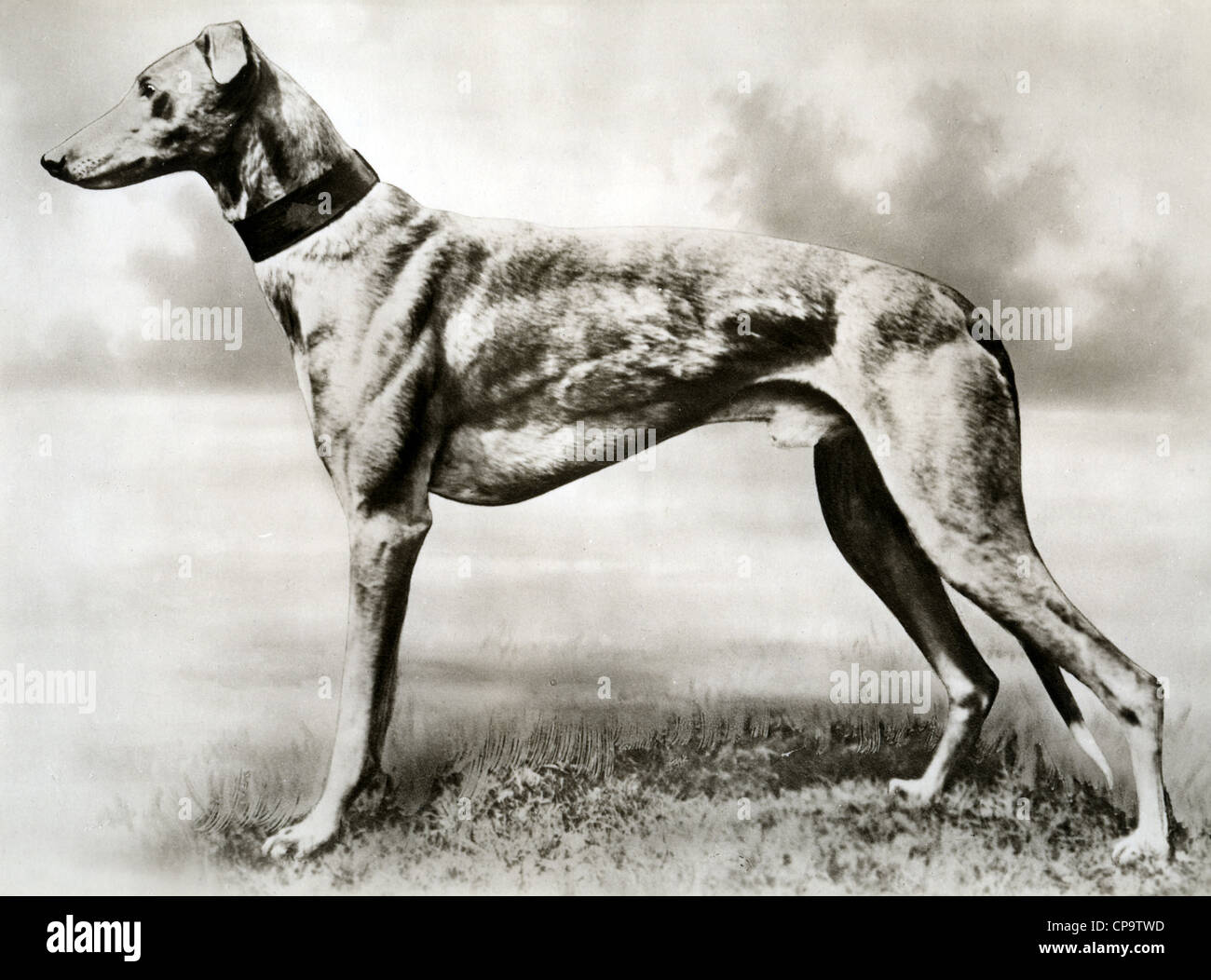 MICK THE MILLER (1926-1939) Champion racing greyhound Stock Photo