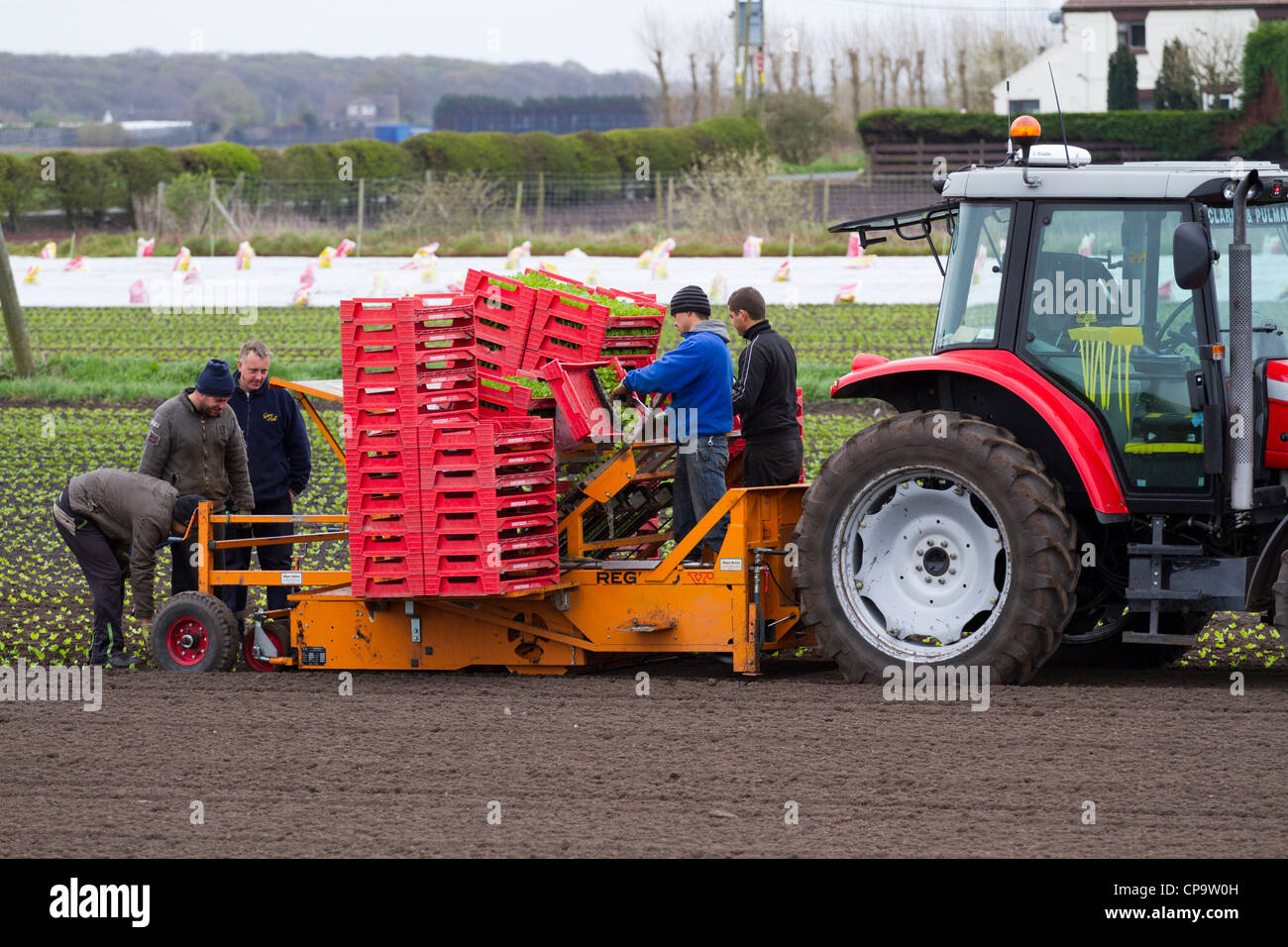 Automatic Planting Machine Lettuce planters Tractor and Seeder at Mere ...