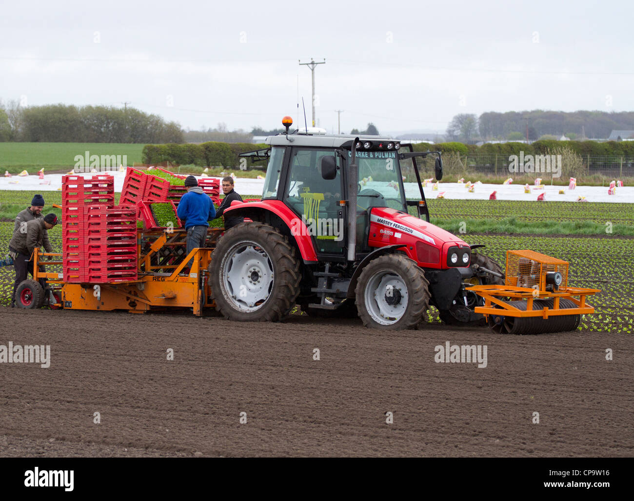 Automatic Planting Machine Lettuce planters Tractor and Seeder at Mere ...
