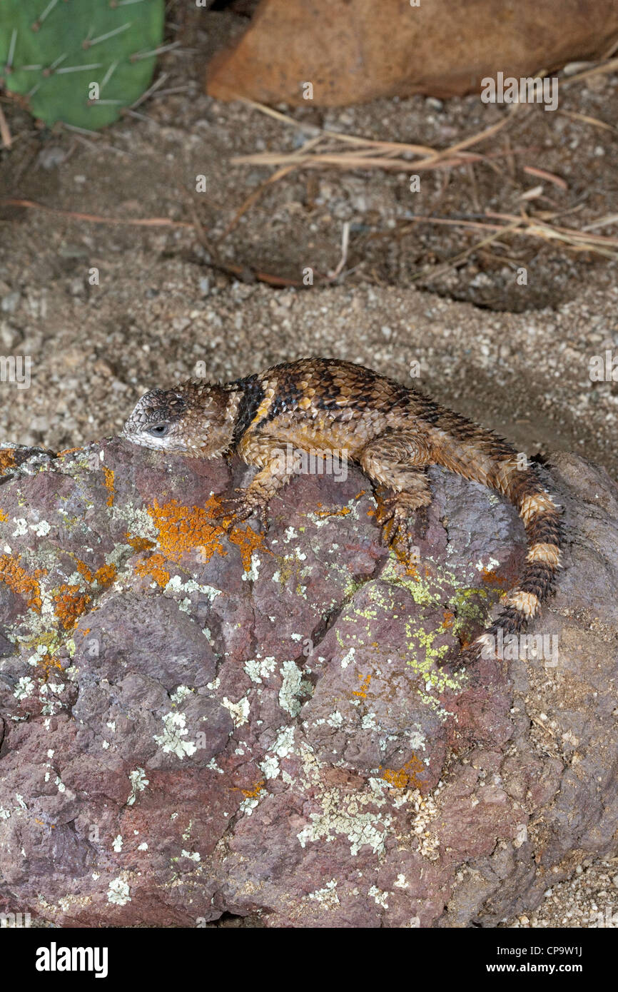 Crevice Spiny Lizard Sceloporus poinsettii Animas, Hildago County, New Mexico, United States 19 March Adult Phrynosomatidae Stock Photo