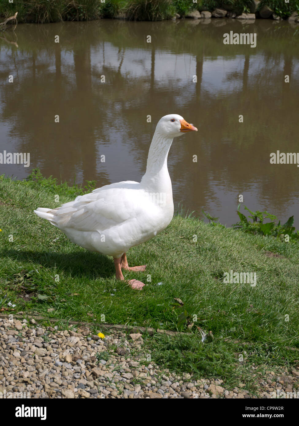 A white domestic goose standing beside a farm pond Stock Photo
