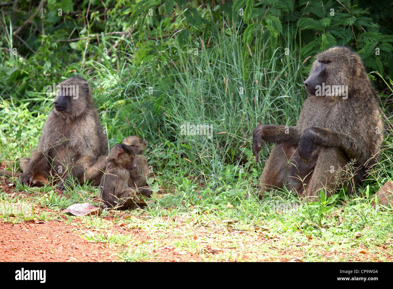 A family of olive baboons (Papio anubis) in Akagera National Park, Rwanda. Stock Photo