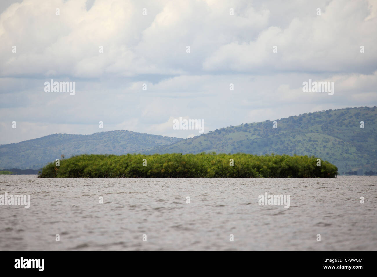 A island of papyrus (Cyperus papyrus) floats on Lake Ihema in Akagera National Park, Rwanda. Stock Photo