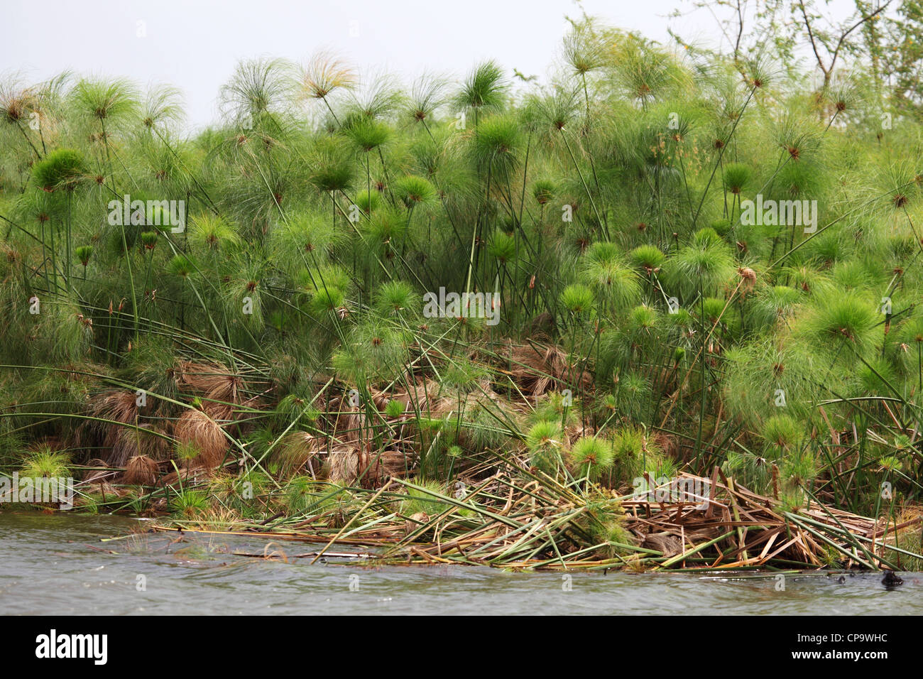 Papyrus (Cyperus papyrus) grows by Lake Ihema in Akagera National Park, Rwanda. Stock Photo