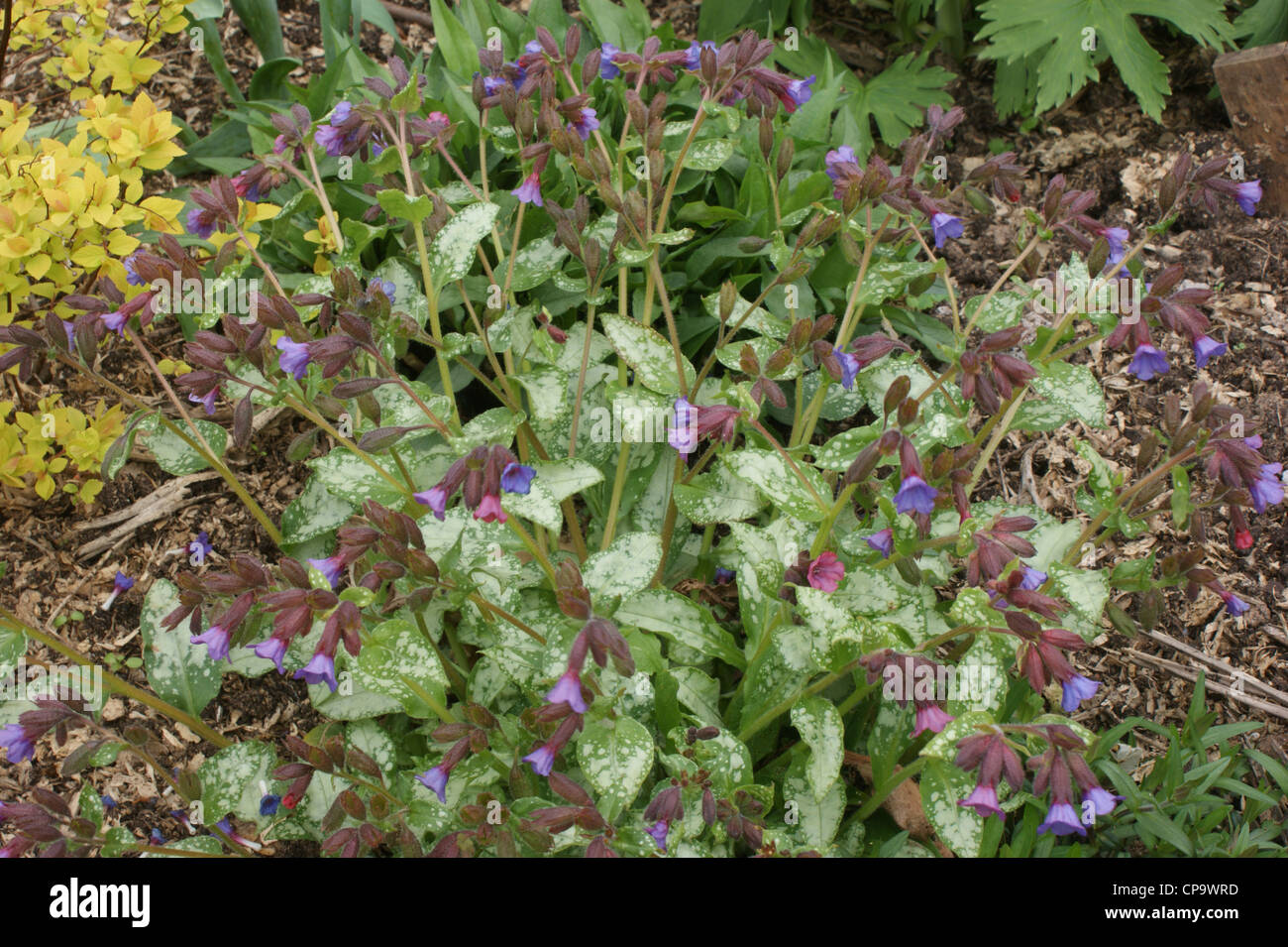 Margery fish hires stock photography and images Alamy