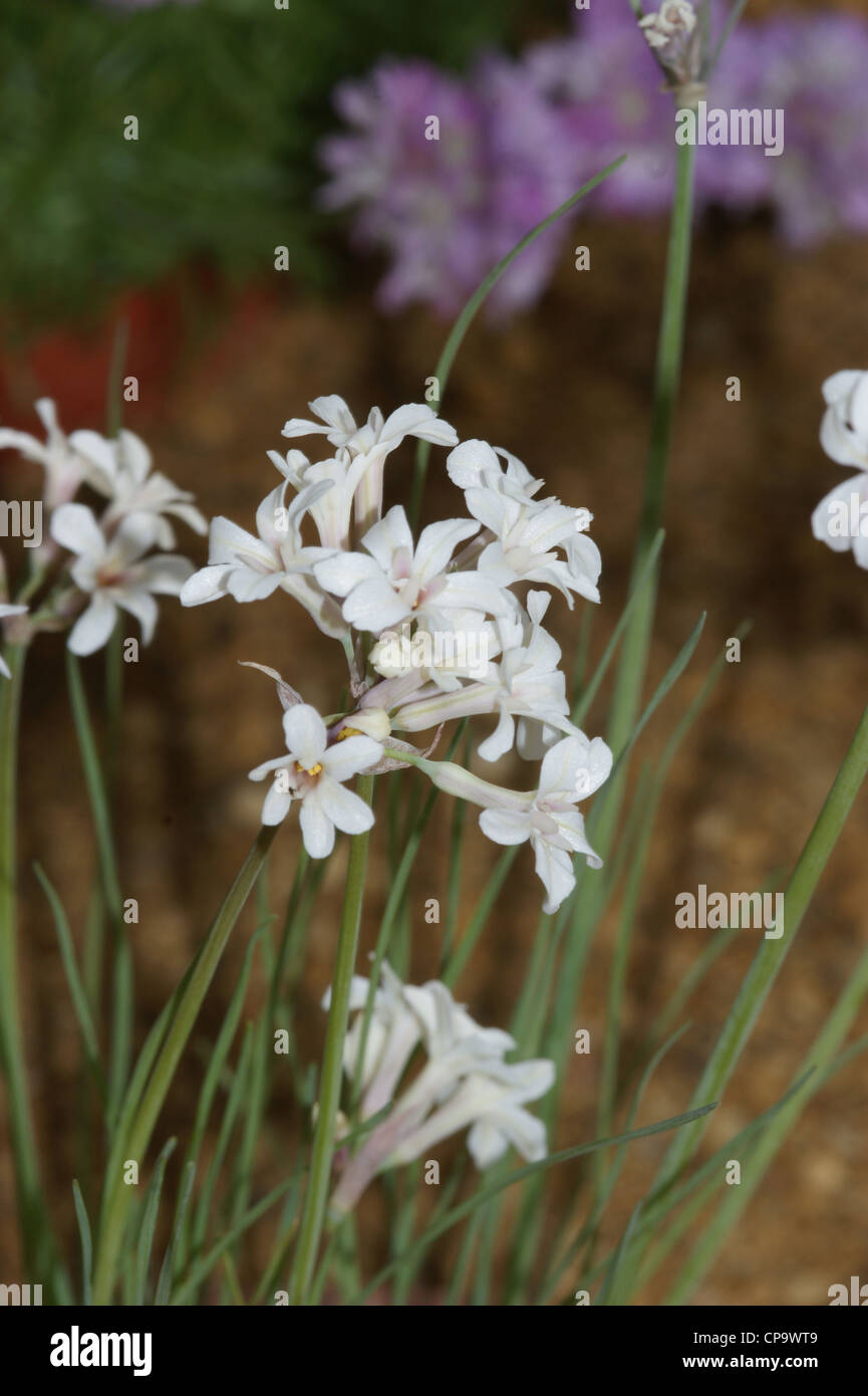 Tulbaghia cominsii Stock Photo